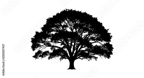 Large Tree Silhouette Against Sky.