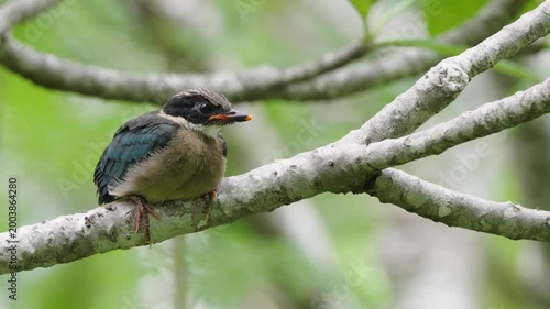 bird