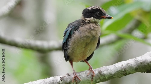 bird
