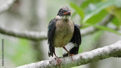 bird