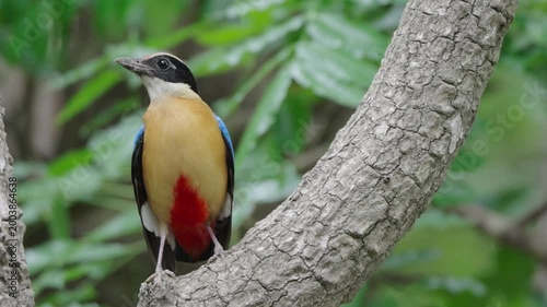 bird