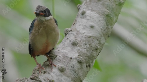bird