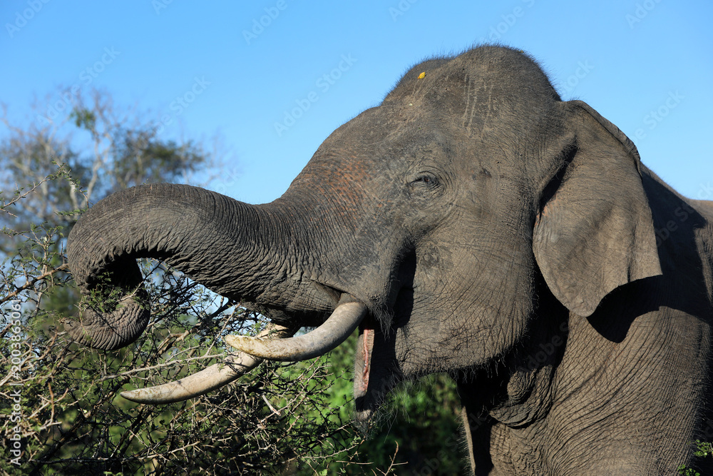 Fototapeta premium TISSAMAHARAMA, SRI LANKA - APRIL 25, 2026 : A tusker elephant feeds on thorn bushes within Yala National Park at Tissamaharama in Sri Lanka.