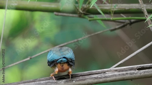 bird