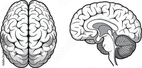 Brain anatomy, illustration set, detailed vector of coronal and sagittal human brain sections for neuroscience education medical diagrams and anatomical reference design.