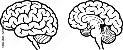 Brain anatomy, illustration set, coronal and sagittal sections of human brain in accurate vector design for medical education neuroscience and scientific study graphics.