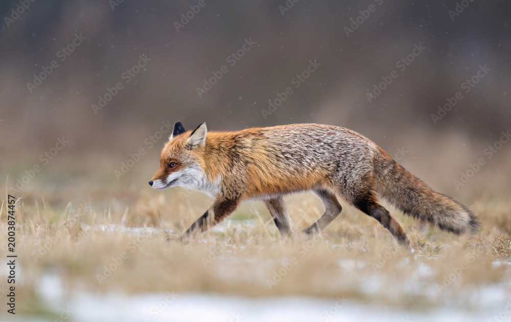 Fototapeta premium Red Fox ( Vulpes vulpes ) close up