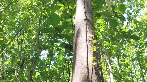 close up of a large teak tree (tectona grandis) seen from bottom to top vertically