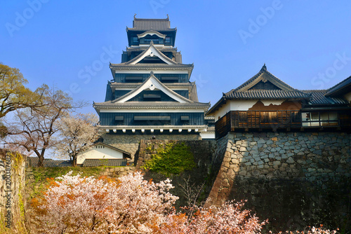 熊本城・桜と天守閣（熊本県・熊本市）