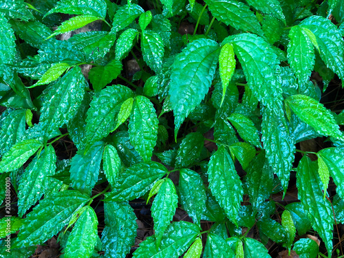 Fresh pohpohan leaves (Pilea melastomoides) growing naturally with vibrant green foliage. Traditional Indonesian edible herb used as lalapan, organic salad greens, and herbal culinary ingredient.