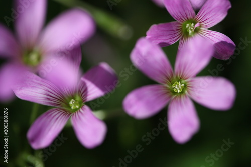 Spring flowers and plants macro close-up with natural light and bokeh