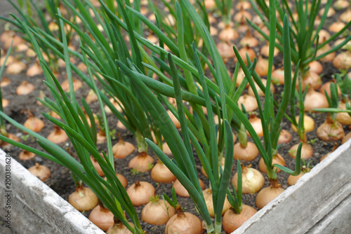 Old onions planted in a bed for young greens. Young green onions sprouting on peat in a greenhouse.