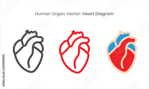 Human Heart Diagram Elements Collection Vector
