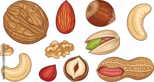 Vector Illustration Set of Fresh Green Cabbage Icons Featuring Whole Cabbage Heads and Sliced Halves for Healthy Cooking and Organic Vegetable Designs