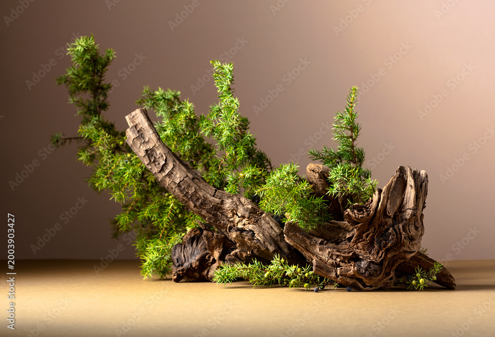Fototapeta premium Abstract nature scene with a composition of juniper and dry snags.