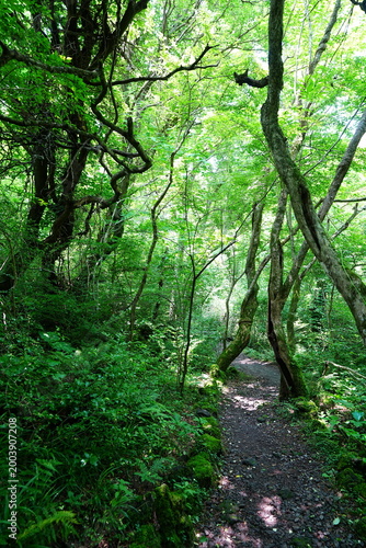 fine spring path in the gleaming sunlight