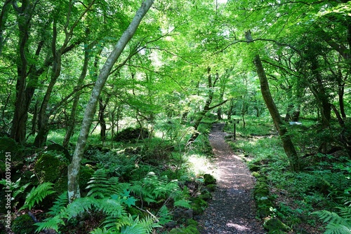 fine spring path in the gleaming sunlight
