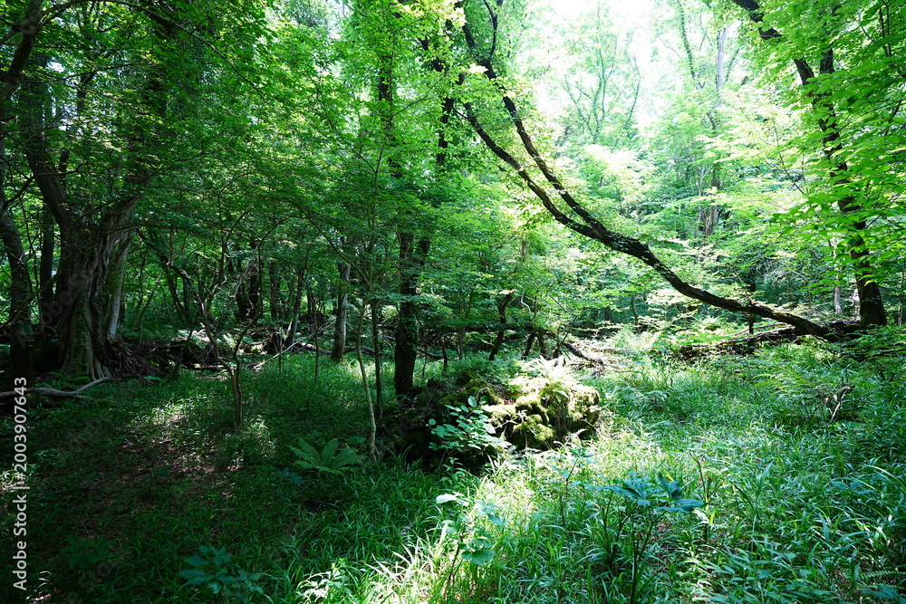 Obraz premium primeval forest in the spring sunlight