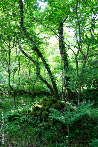 primeval forest in the spring sunlight