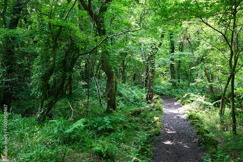 fine spring path in the gleaming sunlight