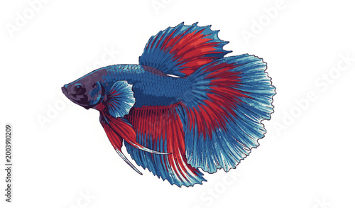 Colorful Betta splendens rosetail halfmoon fighting fish detailed vector isolated on white background