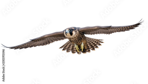 Flying Peregrine Falcon with Brown and White Plumage