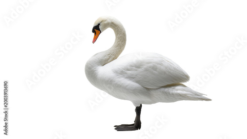 Foto Elegant white Mute Swan gracefully curved neck in profile view