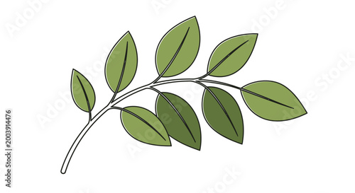 Fotografija Green leaves on a branch.