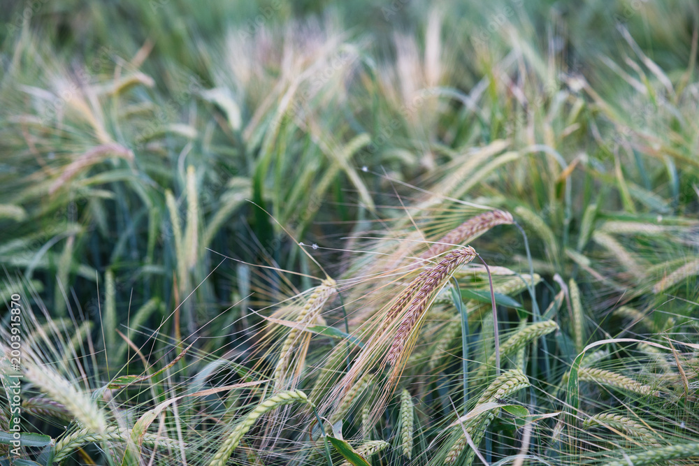 Fototapeta premium Wheat ears ripen in the sun in spring