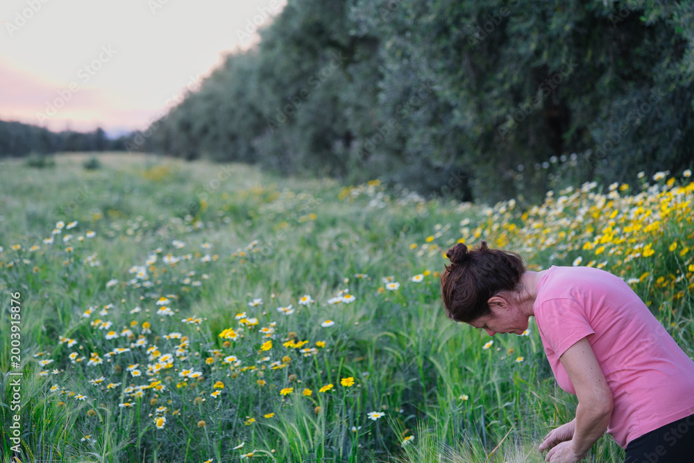 Fototapeta premium looking at the ears of wheat in a field with olive trees