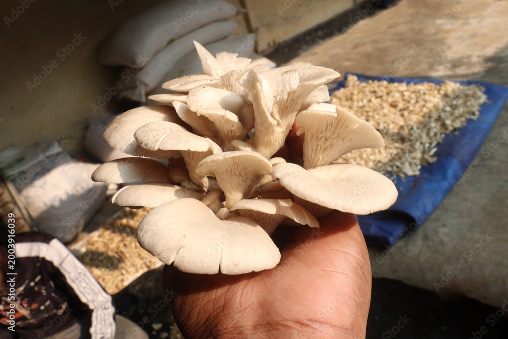 Fototapeta premium mushrooms plant on hand in farm for harvest