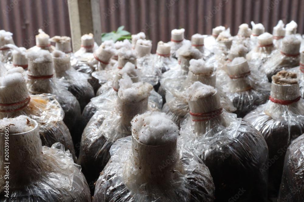 Fototapeta premium mushrooms plant processing in plastic bag on farm for harvest