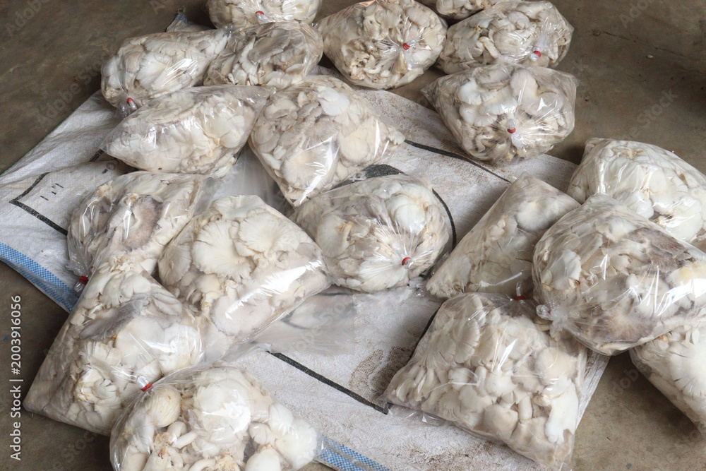 Fototapeta premium mushrooms plant processing in plastic bag on farm for harvest