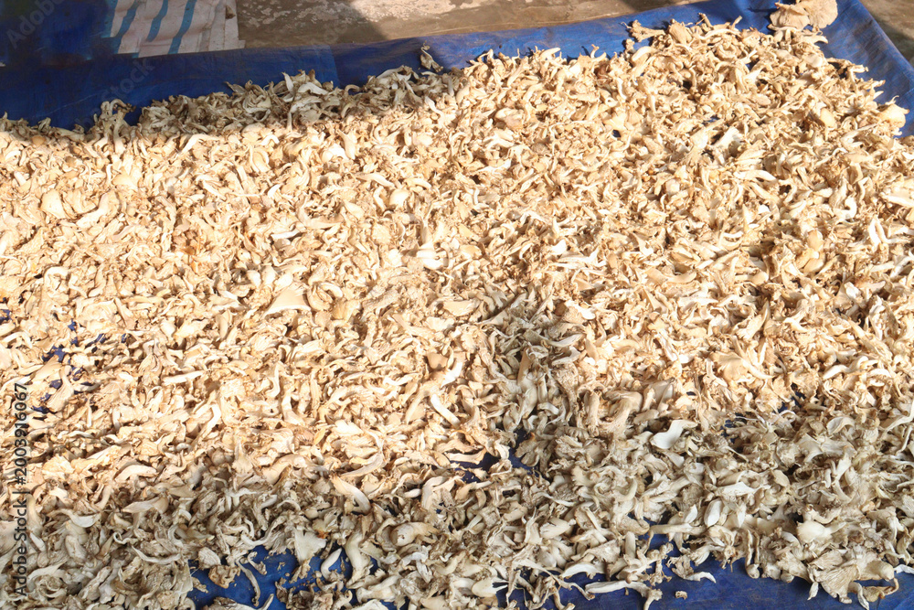 Fototapeta premium mushrooms plant processing on farm for harvest