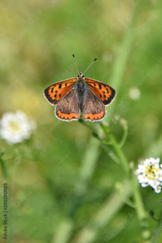 Obraz premium A spotted redwing butterfly sits on a thin green plant stem Its wings are orange with black spots Close-up of the insect fauna flora nature