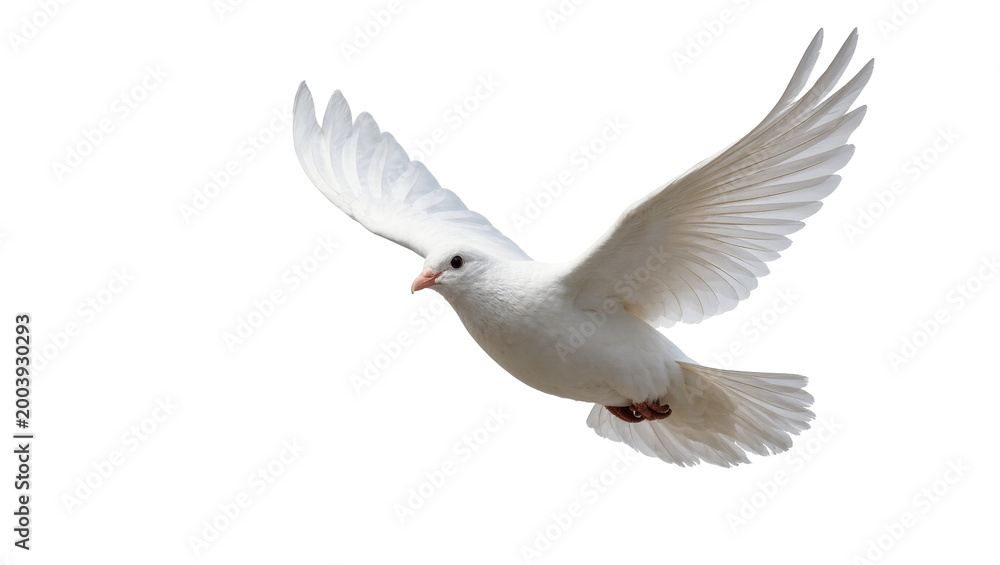 Obraz premium White Dove Flying with Extended Wings and Feathers