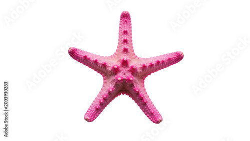 Vibrant pink starfish with textured surface and small white dots