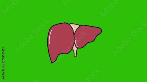 vector illustration of a human liver