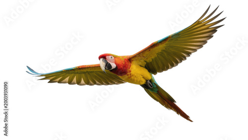 Red-and-green Parrot Flying with Extended Wings