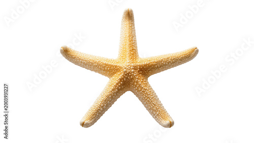 Sandy yellow starfish with textured surface and five arms
