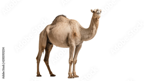 Tableau sur toile Light brown Dromedary Camel Standing Side View