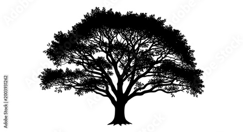 Fotografie Silhouette of a large tree.