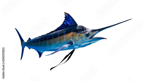 Canvas-taulu Blue marlin fish with long bill and dorsal fin swimming