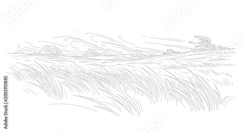 Fotografía Wheat or grass swaying in wind.
