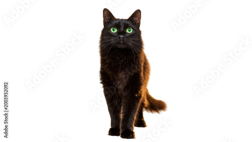 Quadro su tela Longhaired black cat standing full body portrait with green eyes
