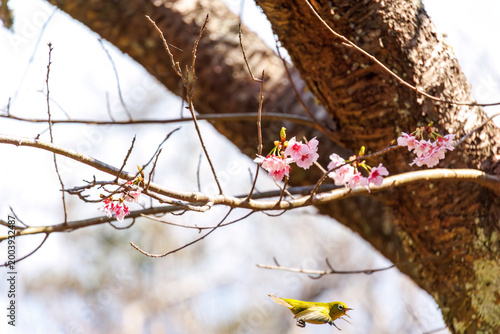 Cuadro en lienzo 美しい河津桜の間を飛び回って花の蜜を吸う可愛いメジロ（メジロ科）。
英名学名：Japanese White Eye, Zosterops Japonica,
下