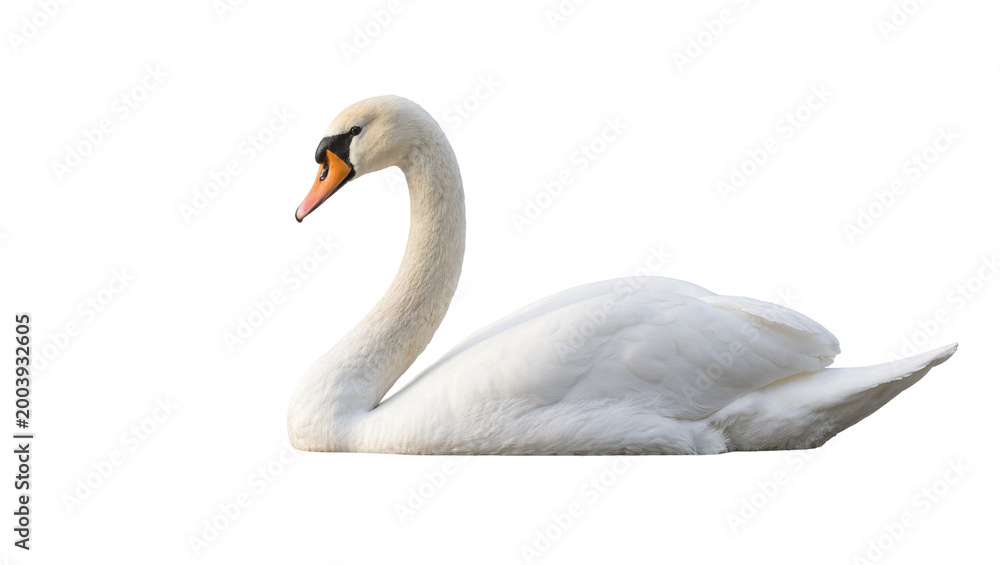 Fototapeta premium White Mute Swan Resting with Curved Neck and Orange Beak