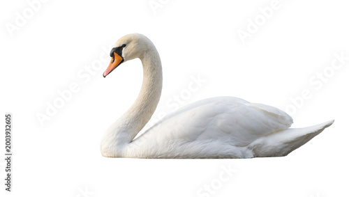 White Mute Swan Resting with Curved Neck and Orange Beak