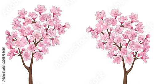 Photos Two Pink Cherry Blossom Trees Blooming.