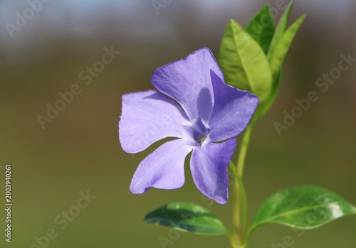 Vinca minor (lesser periwinkle) flower
